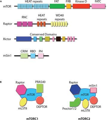 Transcriptional Regulation of NK Cell Development by mTOR Complexes